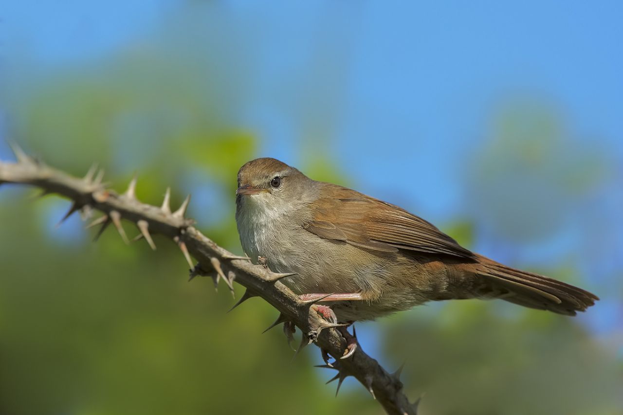 Usignolo di fiume (Cettia cetti)